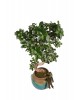 Saksıda Orta Boy Ficus Ginseng Bonsai